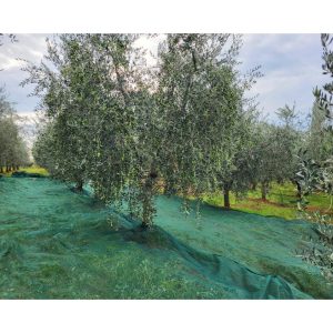 Mreža za berbu maslina 6x50m bez proreza 23049 ( 2x )